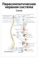 Плакат Квинг Парасимпатическая нервная система ламинированный 457×610 мм ≈ (А2)
