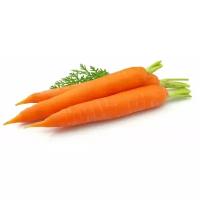 Морковь молодая