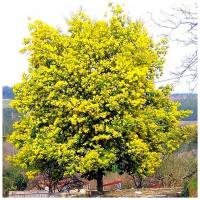 Акация Серебристая - Акация подбелённая - (Acacia dealbata) семена 10шт