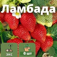 Клубника Ламбада 6 штук саженцев