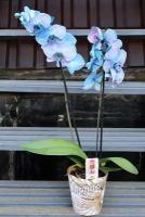 Синяя Орхидея Фаленопсис Magic Blue (D-12 H-60)