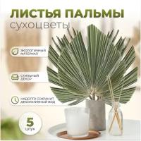 Листья пальмы натуральные, 30 см / Сухоцветы для декора дома и интерьера / Украшение для комнаты