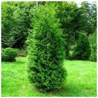 Туя западная Брабант (лат. Thuja occidentalis Brabant) семена 50шт