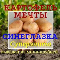 Картофель семенной селекционный сортовой Синеглазка клубни 4 кг