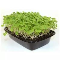 Кетоша Руккола семена для проращивания микрозелени и беби зелени, 100г