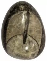 Кабошон Ортоцерас, природный, 35х26х9 мм, вес камня 12 грамм