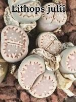 Литопсы Lithops julii (живые камни, суккуленты) набор для выращивания (семена, грунт, горшочек, инструкция по посеву)