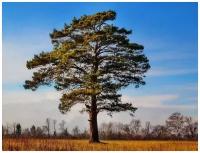 Сосна обыкновенная (лат. Pinus sylvestris) семена 50шт