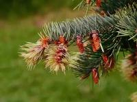 Псевдосуга Мензиса (лат. Pseudotsuga menziesii) семена 15шт