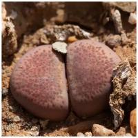 Семена Орешка Суккулент Литопс Lithops Terricolor 10 шт