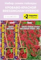 Семена Гейхера кроваво-красная Bressingham Hybrids, 2 упаковки + 2 Подарка