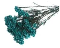 Сухоцвет «Озотамнус» 60 г, цвет бирюзовый