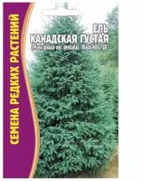 Семена Ели Канадской Густой (Picea glauca var.densata) 