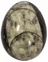 Кабошон Ортоцерас, природный, 30х23х8 мм, вес камня 7 грамм