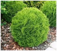 Туя западная (Thuja occidentalis Tiny Tim C2 20-25)