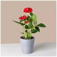 Антуриум Red, живое растение уличное для дачи и сада, диаметр горшка 12 см, высота 50 см
