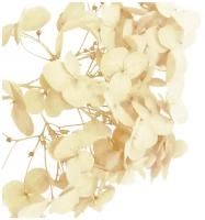 Стабилизированные цветы Гортензии (желтые)