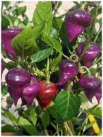 Семена Острый перец Purple UFO (Фиолетовый НЛО), 5 штук