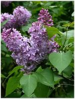 Семена Сирень обыкновенная (Syringa vulgaris), 25 штук