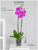 Растение комнатное Орхидея фаленопсис 2 ствола 12 дм комнатное растение, для декора дома и офиса, фиолетовый