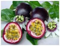 Маракуйя - Страстоцвет съедобный - Гранадилла - (лат. Passiflora edulis) семена 5шт