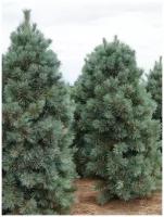 Семена Кедр корейский (Pinus koraiensis), 45 штук