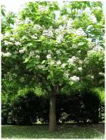 Семена Катальпа прекрасная (Catalpa speciosa), 20 штук