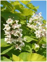 Семена Катальпа бигнониевидная (Catalpa bignonioides), 20 штук