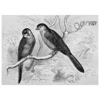 Постер на холсте Две птицы на ветке (Two birds on a branch) 69см. x 50см