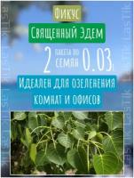 Цветы Фикус священный Эдем 2 пакета по 0,03г семян