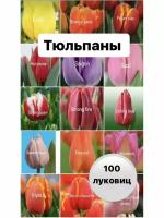 Тюльпаны луковицы 100 шт