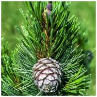 Сосна сибирская кедровая - Сибирский кедр (лат. Pinus sibirica) семена 50шт