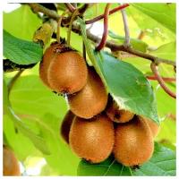 Киви обыкновенный (лат. Actinidia chinensis) семена 35шт