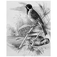 Постер на холсте Птицы на ветках (Birds on branches) №1 50см. x 63см