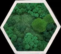 Панно в виде соты из стабилизированно мха GardenGo в рамке цвета скандинавский бук, 20х20 см, цвет мха зеленый