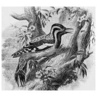 Постер на холсте Птица на дереве (Bird on a tree) 34см. x 30см