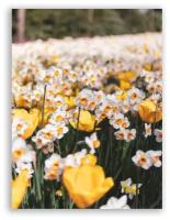 Постер цветы на бумаге / Narcissus / Нарцисс