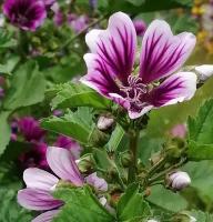 Мальва лесная (лат. Malva sylvestris) семена 7шт