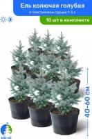 Ель колючая голубая 40-60 см в пластиковом горшке 1-3 л, саженец, хвойное живое растение, комплект из 10 шт