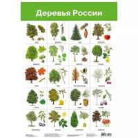 Плакат Деревья России 2883
