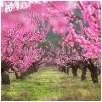 Персиковое дерево (лат. Prunus persica) семена 3шт