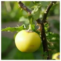 Паслен Линнея (лат. Solanum linnaeanum) семена 10шт