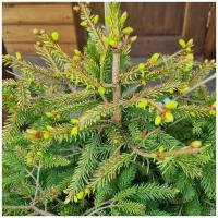 Ель обыкновенная Конка (Picea abies Końca) h 40-60