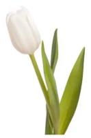 Тюльпан Белый,подарок с доставкой СПб