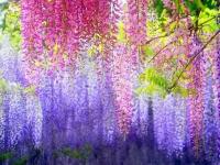 Глициния Китайская (лат. Wisteria sinensis) семена 5шт + подарочек