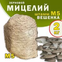 Мицелий вешенки зерновой, семена грибов (штамм М5) - 2 кг