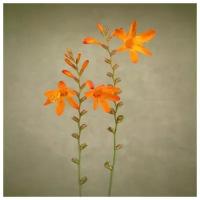 Постер на холсте Оранжевые цветы (Orange flowers) №2 30см. x 30см