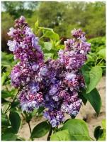 Сирень обыкновенная (Syringa vulgaris Ami Schott C1,5)