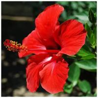 Гибискус китайский красный - Китайская роза - Бунгарайя - (лат. Hibiscus rosa-sinensis) - Свежие семена 15шт