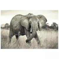 Фотообои флизелиновые Komar Elephant